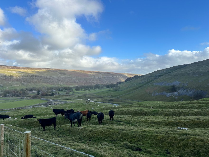 A valley in the Yorkshire Dales with a herd of cows grazing in the field.